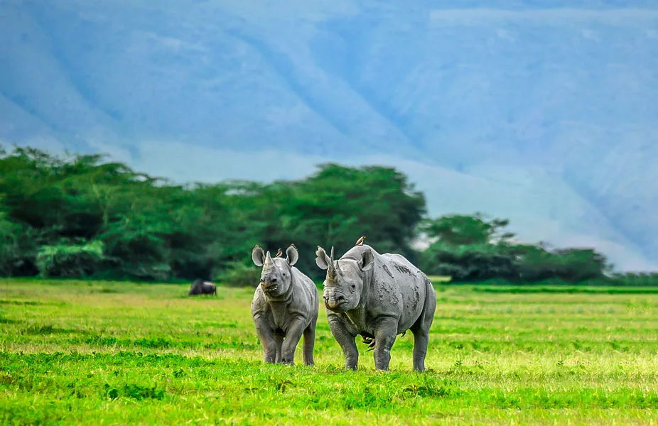 Ngorongoro-Crater-Conservation-Area